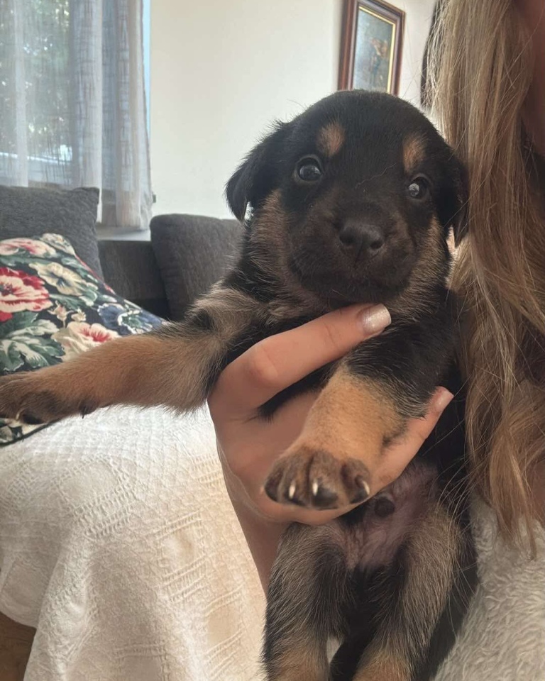 Szczeniaki do adopcji [16.06.2025] - zdjęcie #2 - eOstroleka.pl