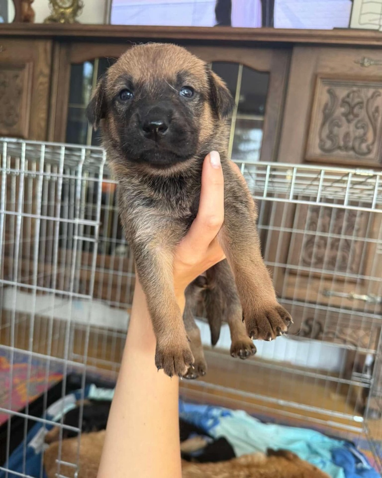 Szczeniaki do adopcji [16.06.2025] - zdjęcie #1 - eOstroleka.pl