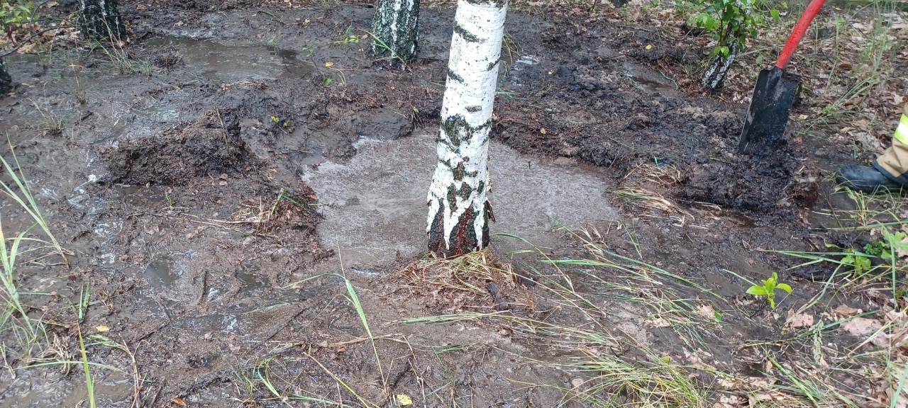 Pożar mrowiska w lesie pod Kadzidłem [12.07.2025] - zdjęcie #1 - eOstroleka.pl