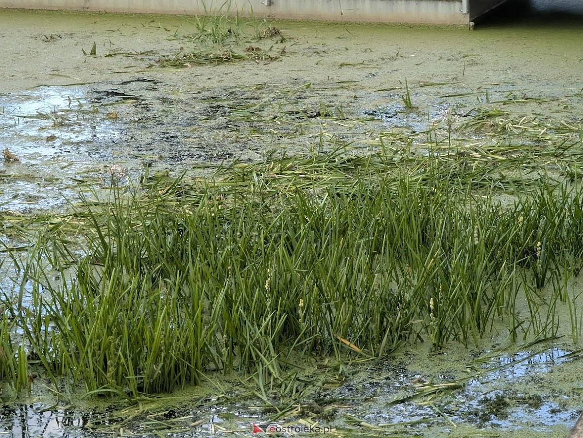Porto widmo w Ostrołęce [30.07.2025] - zdjęcie #17 - eOstroleka.pl