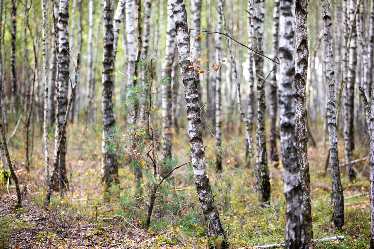 Rezerwat przyrody torfowisko Karaska [fot. P. Kuskowski] - zdjęcie #1 - eOstroleka.pl