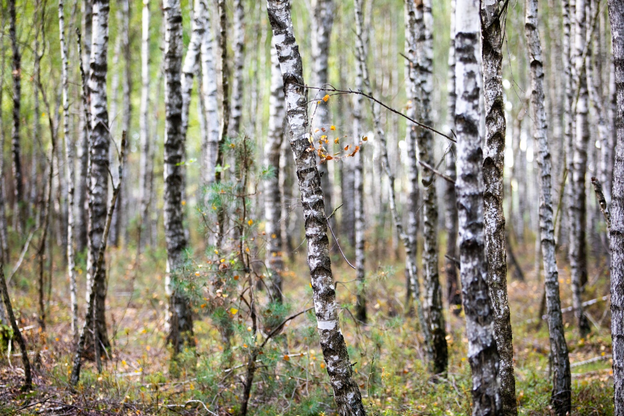 Rezerwat przyrody torfowisko Karaska [fot. P. Kuskowski] - zdjęcie #2 - eOstroleka.pl