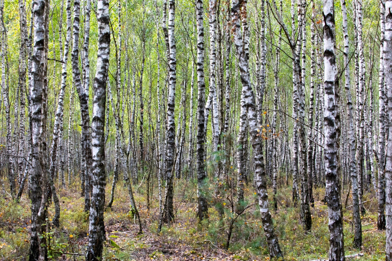 Rezerwat przyrody torfowisko Karaska [fot. P. Kuskowski] - zdjęcie #3 - eOstroleka.pl