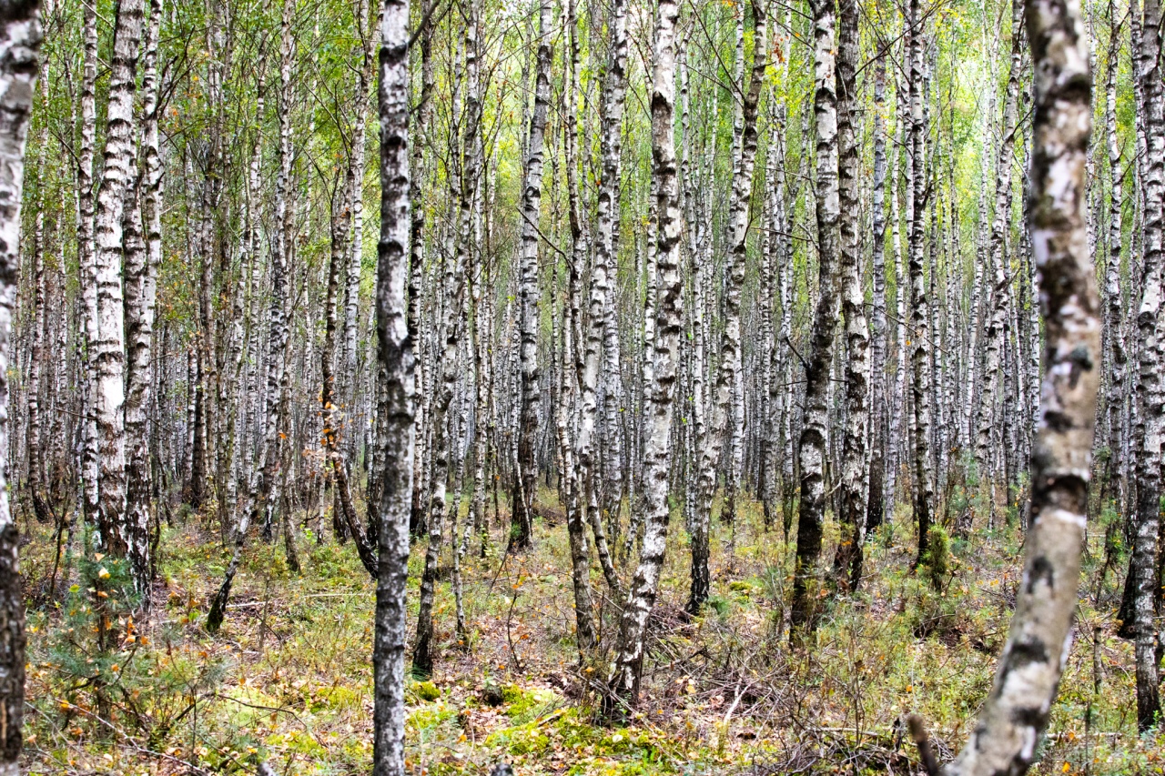 Rezerwat przyrody torfowisko Karaska [fot. P. Kuskowski] - zdjęcie #5 - eOstroleka.pl