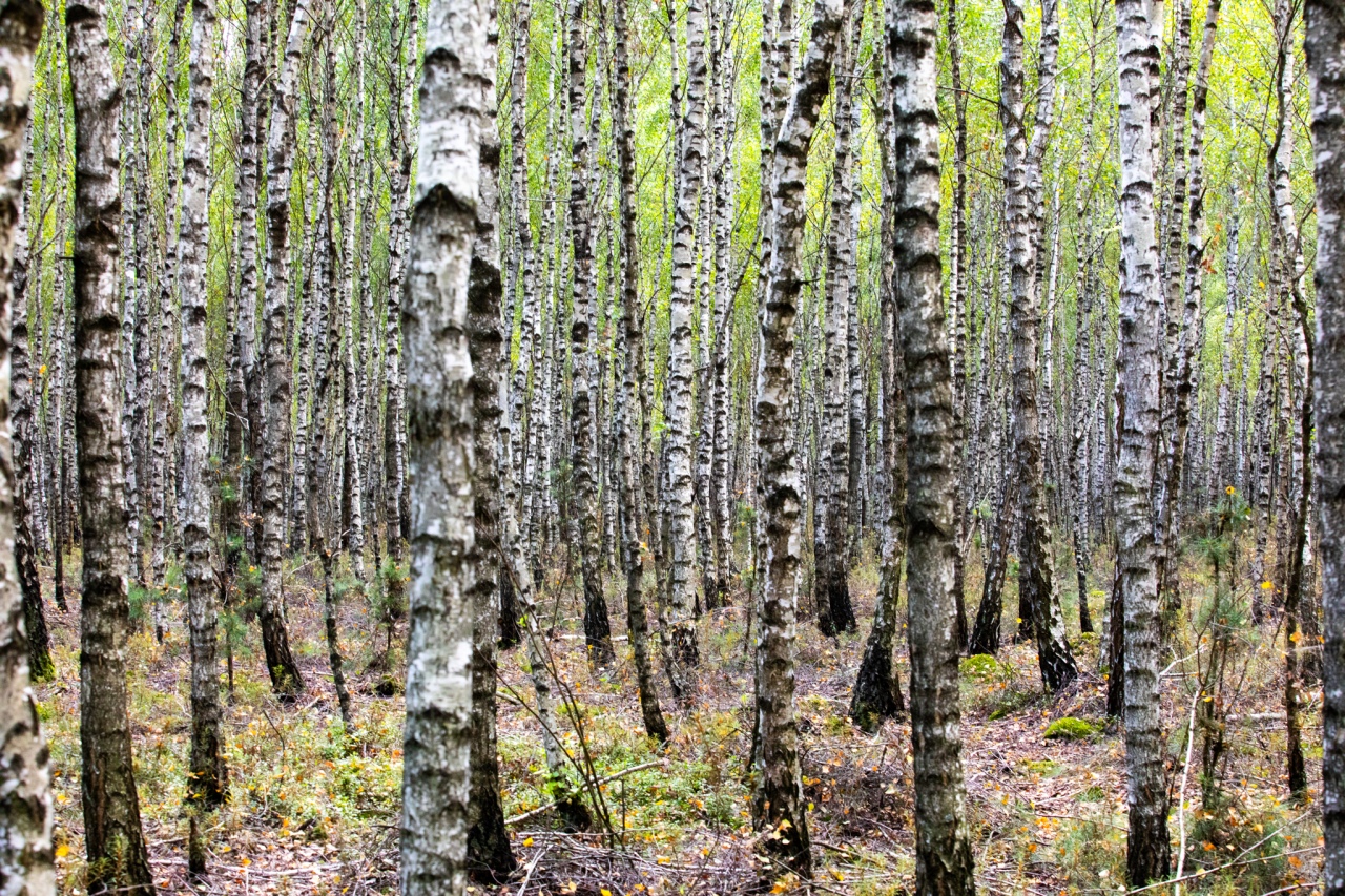 Rezerwat przyrody torfowisko Karaska [fot. P. Kuskowski] - zdjęcie #6 - eOstroleka.pl