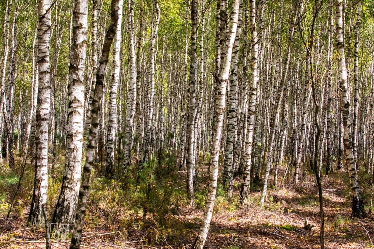 Rezerwat przyrody torfowisko Karaska [fot. P. Kuskowski] - zdjęcie #7 - eOstroleka.pl