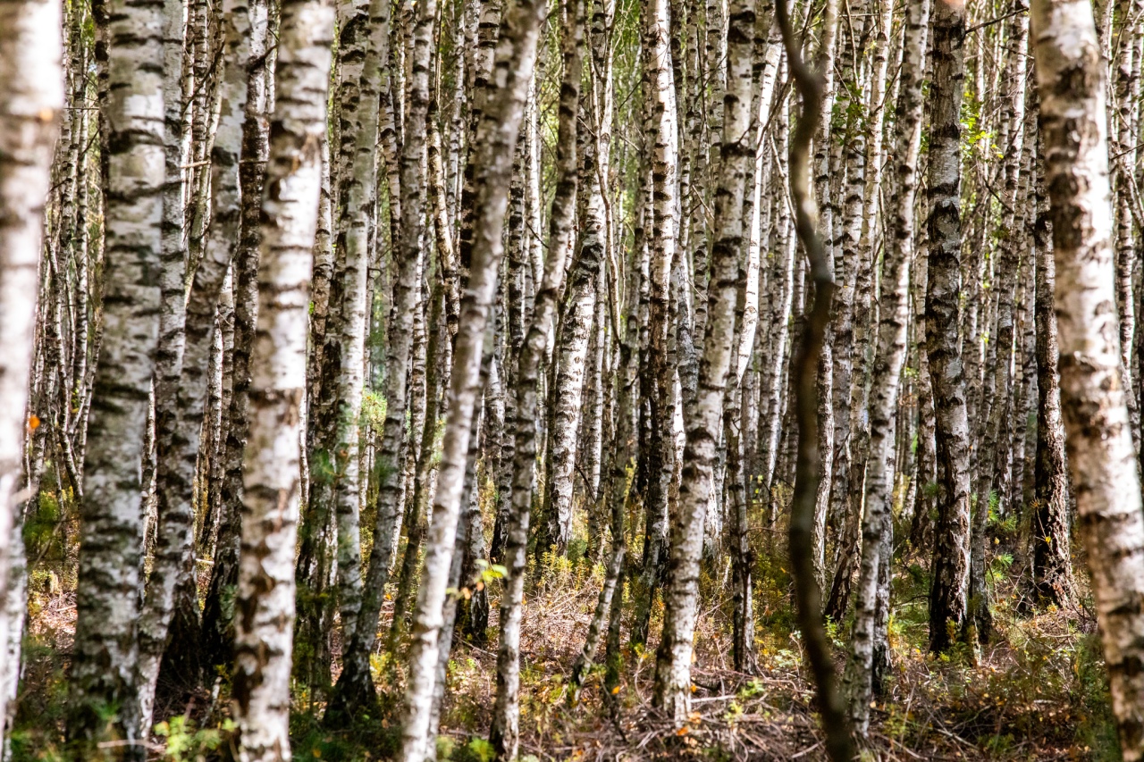 Rezerwat przyrody torfowisko Karaska [fot. P. Kuskowski] - zdjęcie #8 - eOstroleka.pl
