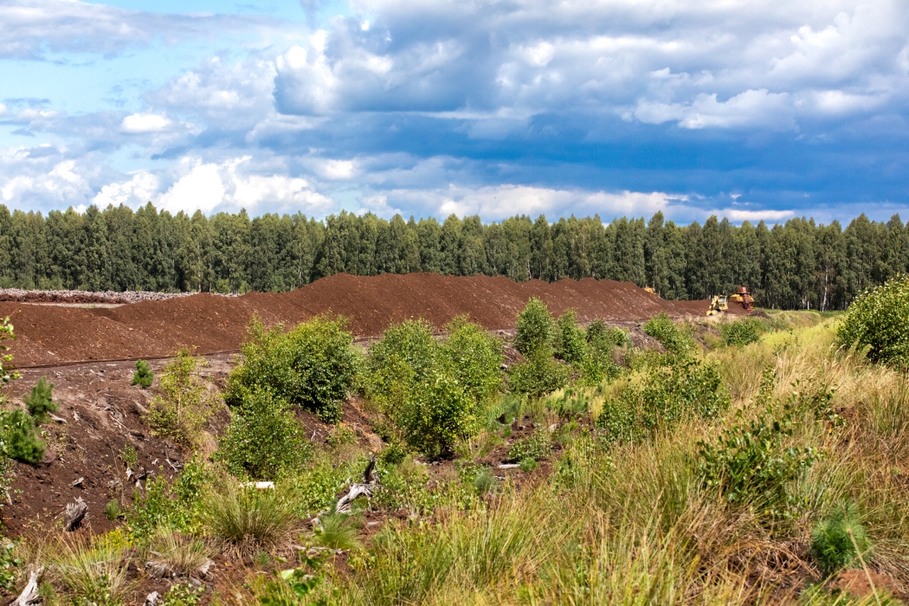 Rezerwat przyrody torfowisko Karaska [fot. P. Kuskowski] - zdjęcie #11 - eOstroleka.pl