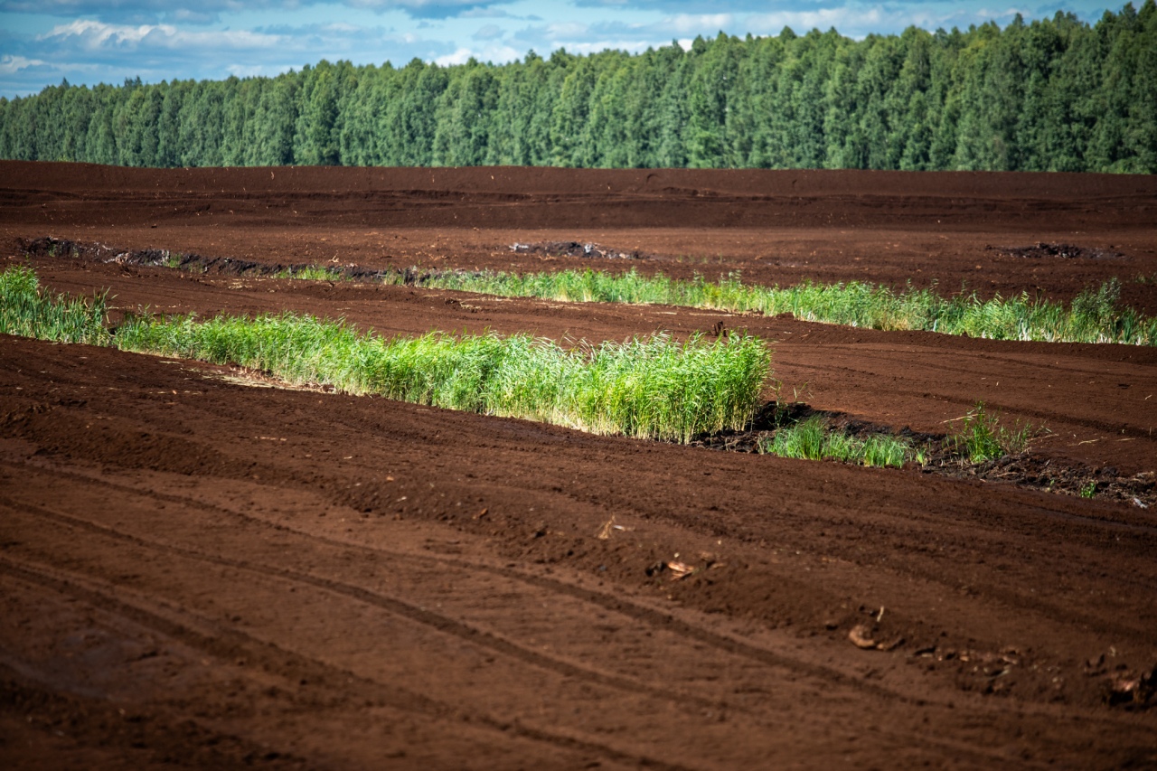 Rezerwat przyrody torfowisko Karaska [fot. P. Kuskowski] - zdjęcie #35 - eOstroleka.pl