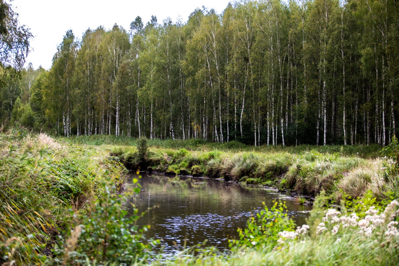 Rezerwat przyrody torfowisko Karaska [fot. P. Kuskowski] - zdjęcie #53 - eOstroleka.pl