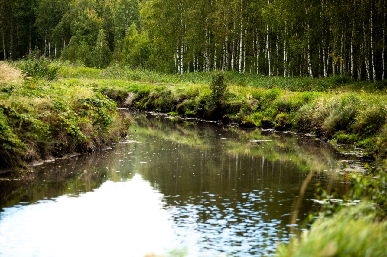 Rezerwat przyrody torfowisko Karaska [fot. P. Kuskowski] - zdjęcie #56 - eOstroleka.pl