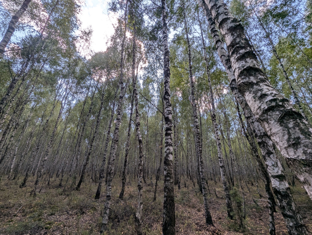 Rezerwat przyrody torfowisko Karaska [fot. P. Kuskowski] - zdjęcie #64 - eOstroleka.pl