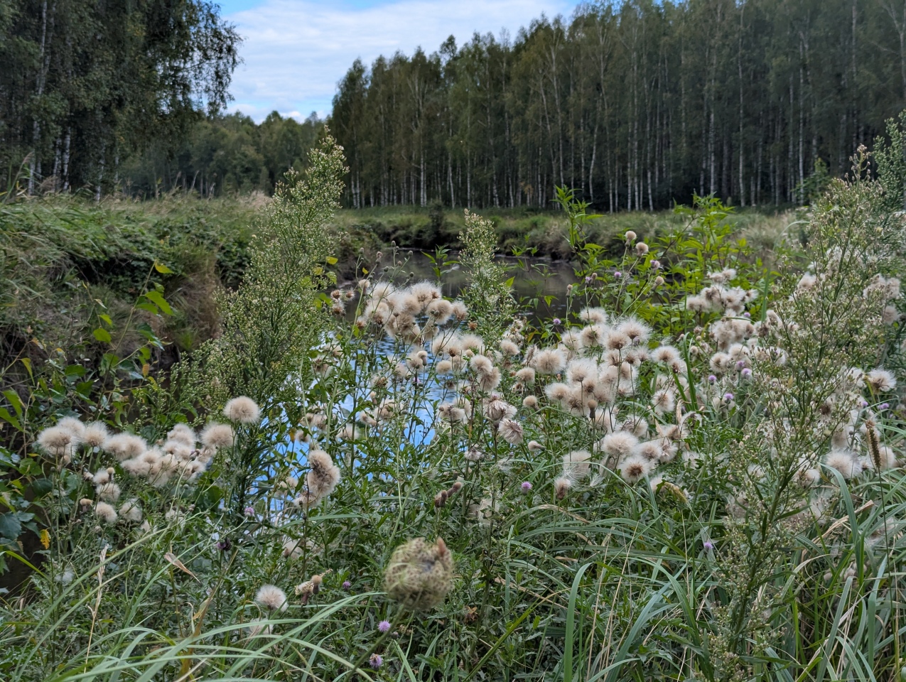 Rezerwat przyrody torfowisko Karaska [fot. P. Kuskowski] - zdjęcie #70 - eOstroleka.pl