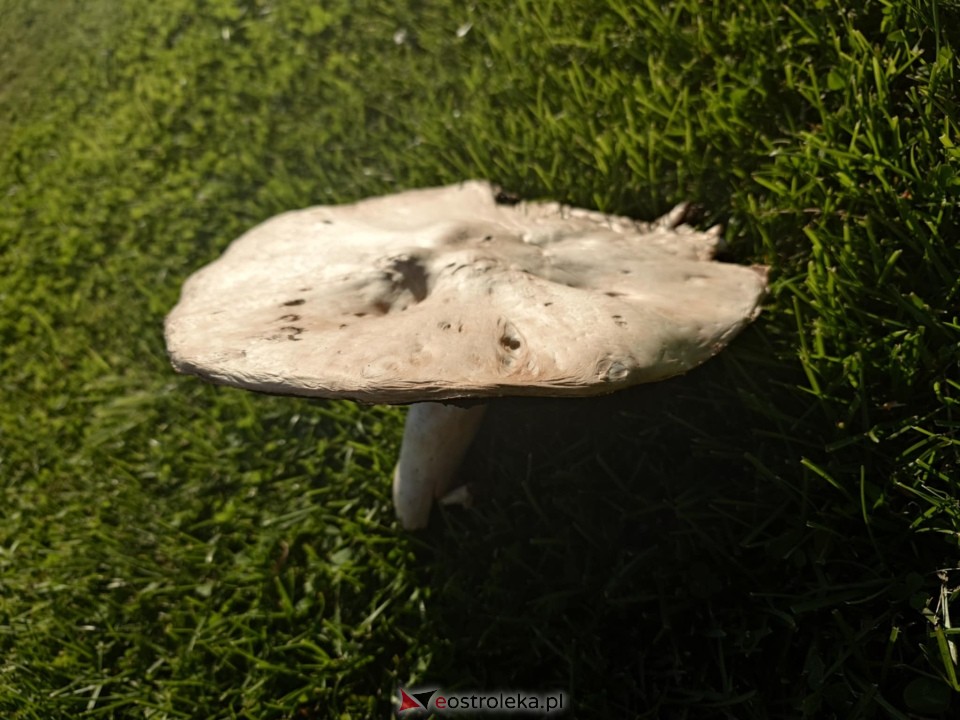 Pieczarka gigant znaleziona w gminie Lipniki [29.08.2025] - zdjęcie #4 - eOstroleka.pl