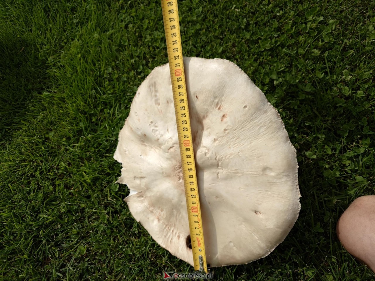 Pieczarka gigant znaleziona w gminie Lipniki [29.08.2025] - zdjęcie #2 - eOstroleka.pl