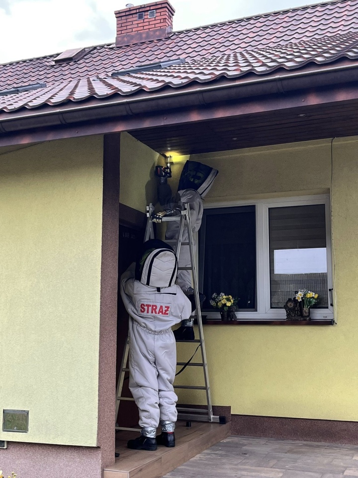 Usuwanie gniazd owadów w powiecie ostrołęckim [09.09.2025] - zdjęcie #3 - eOstroleka.pl