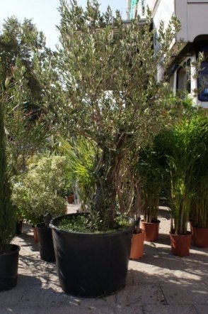 Targi Ekologiczne (05.10.2008r)  - zdjęcie #3 - eOstroleka.pl