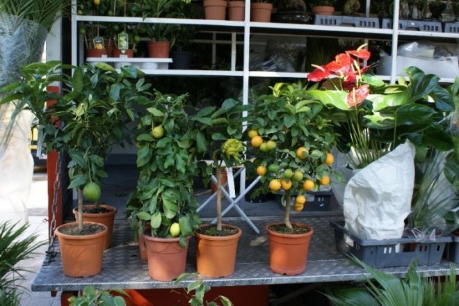 Targi Ekologiczne (05.10.2008r)  - zdjęcie #26 - eOstroleka.pl