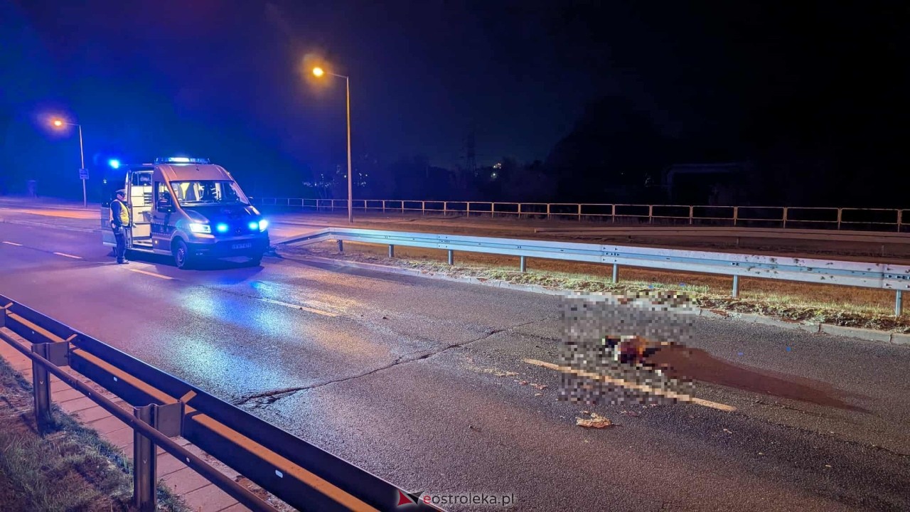 Zderzenie z sarną na obwodnicy [17.10.2025] - zdjęcie #7 - eOstroleka.pl