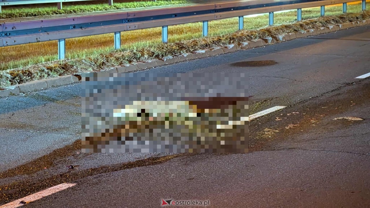 Zderzenie z sarną na obwodnicy [17.10.2025] - zdjęcie #6 - eOstroleka.pl