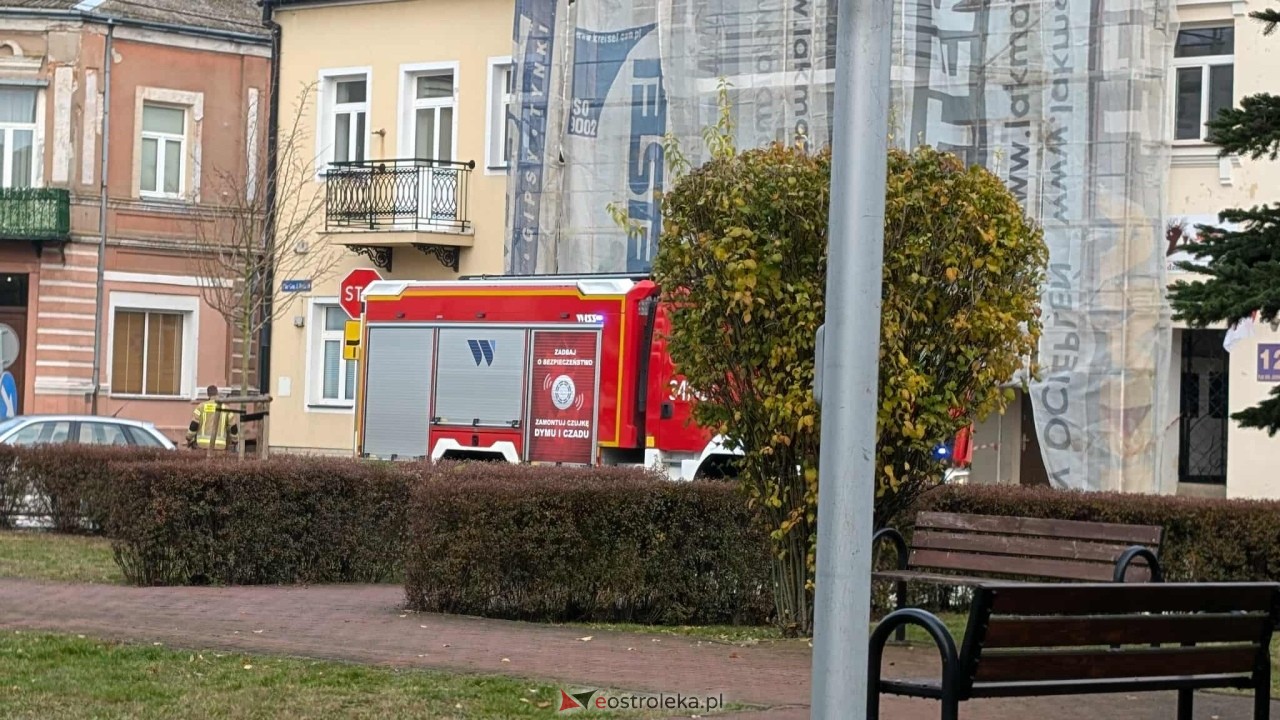 Incydent z osami w ostrołęckim sądzie [23.10.2025] - zdjęcie #4 - eOstroleka.pl