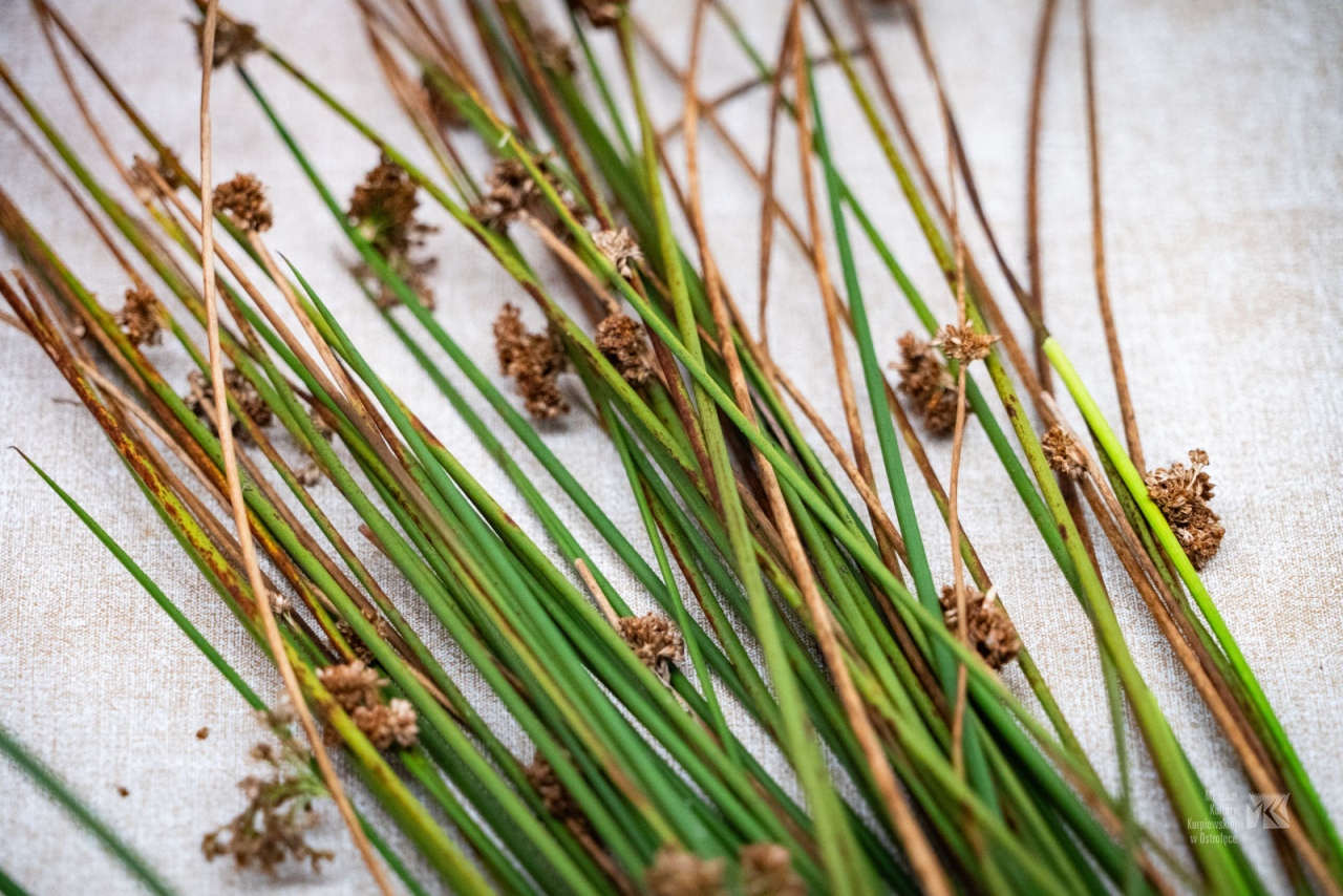 Podsumowanie warsztatów plecionkarskich w Muzeum Kultury Kurpiowskiej [29.10.2025] - zdjęcie #8 - eOstroleka.pl