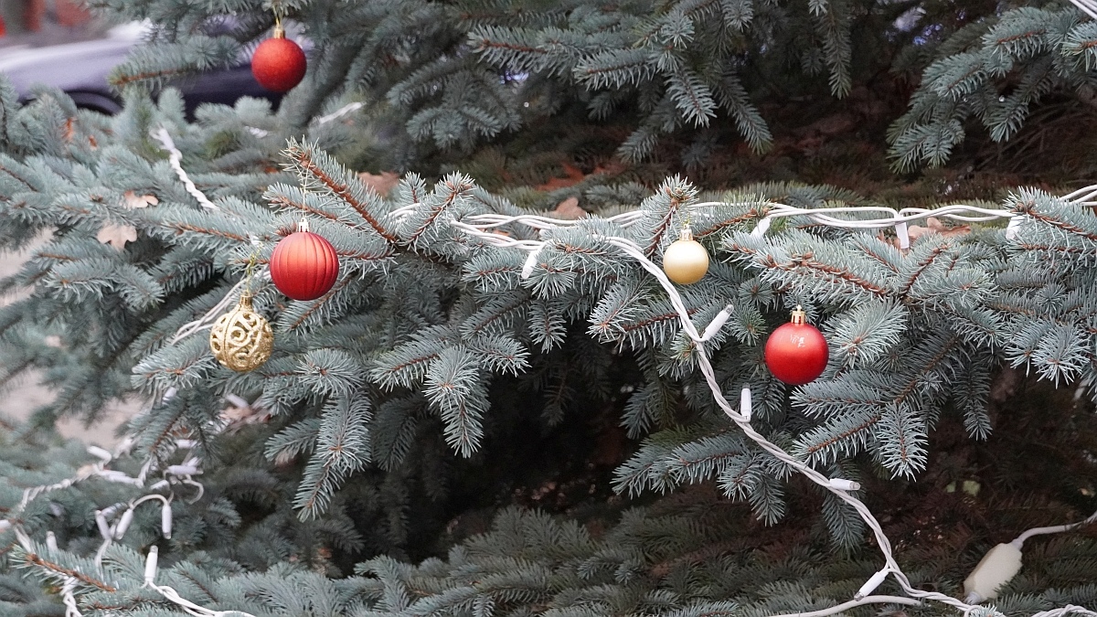Strojenie choinki na placu Kaczyńskiego [03.12.2025] - zdjęcie #29 - eOstroleka.pl