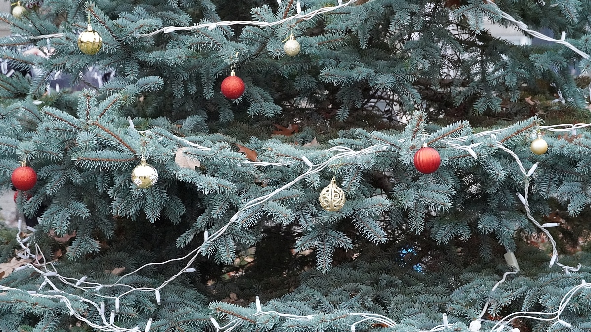 Strojenie choinki na placu Kaczyńskiego [03.12.2025] - zdjęcie #8 - eOstroleka.pl