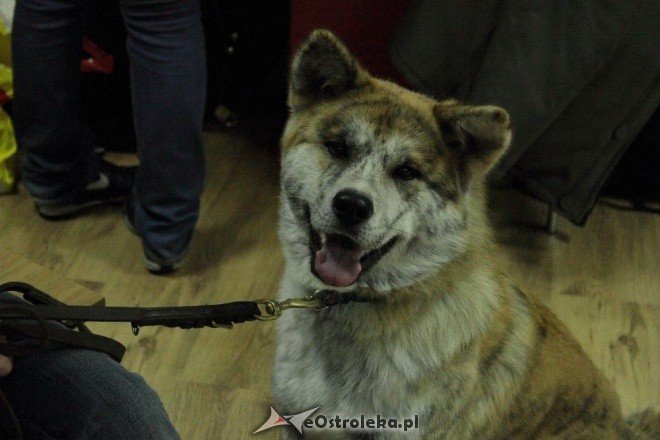 Promocja kalendarza Wybierz Miśka [05.11.2011] - zdjęcie #26 - eOstroleka.pl