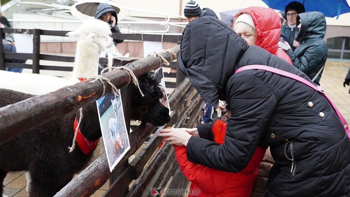 Wigilijne spotkanie na osiedlu Centrum [13.12.2025] - zdjęcie #122 - eOstroleka.pl