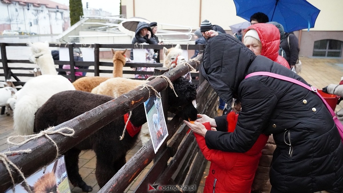 Wigilijne spotkanie na osiedlu Centrum [13.12.2025] - zdjęcie #121 - eOstroleka.pl