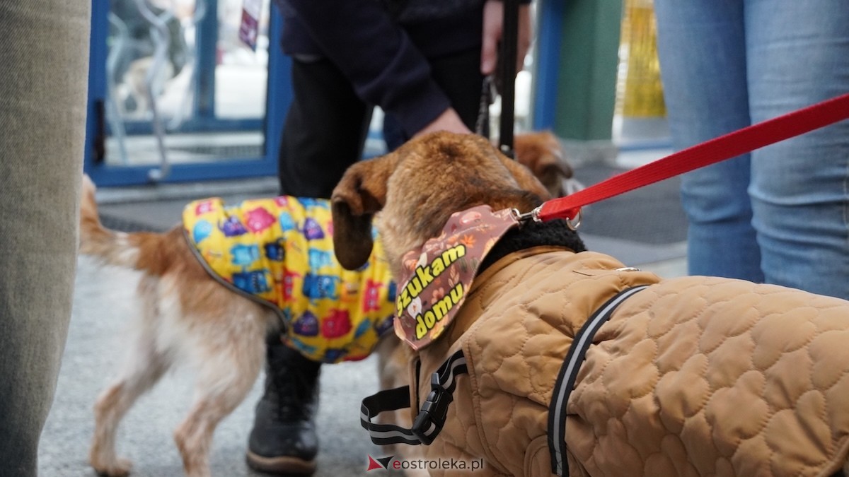 34. Finał WOŚP w Ostrołęce [25.01.2026] - zdjęcie #5 - eOstroleka.pl