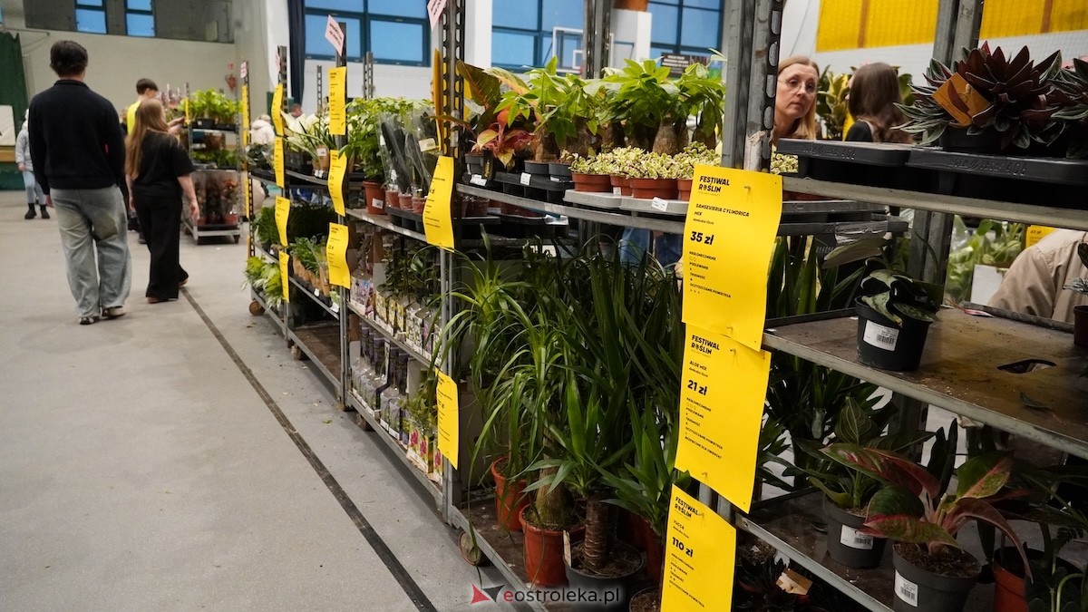 Festiwal roślin w Ostrołęce [28.02.2026] - zdjęcie #25 - eOstroleka.pl