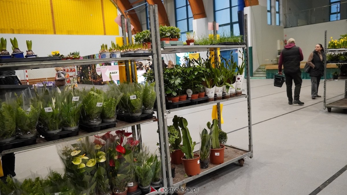 Festiwal roślin w Ostrołęce [28.02.2026] - zdjęcie #24 - eOstroleka.pl