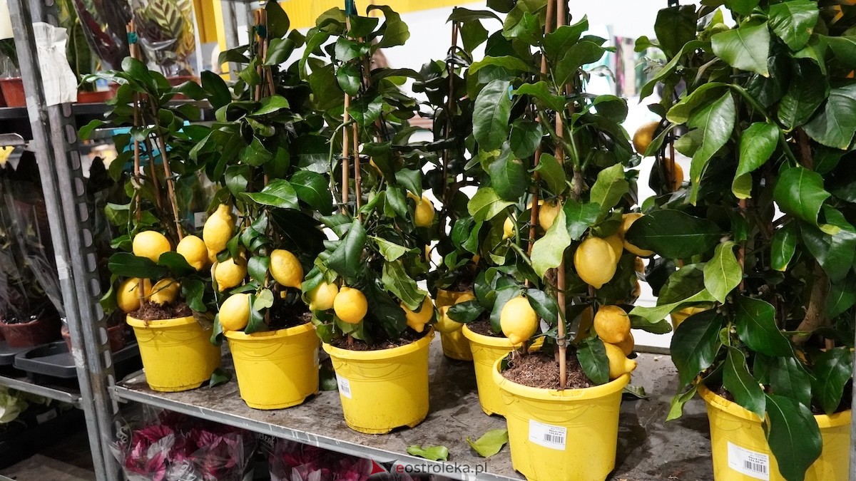 Festiwal roślin w Ostrołęce [28.02.2026] - zdjęcie #21 - eOstroleka.pl