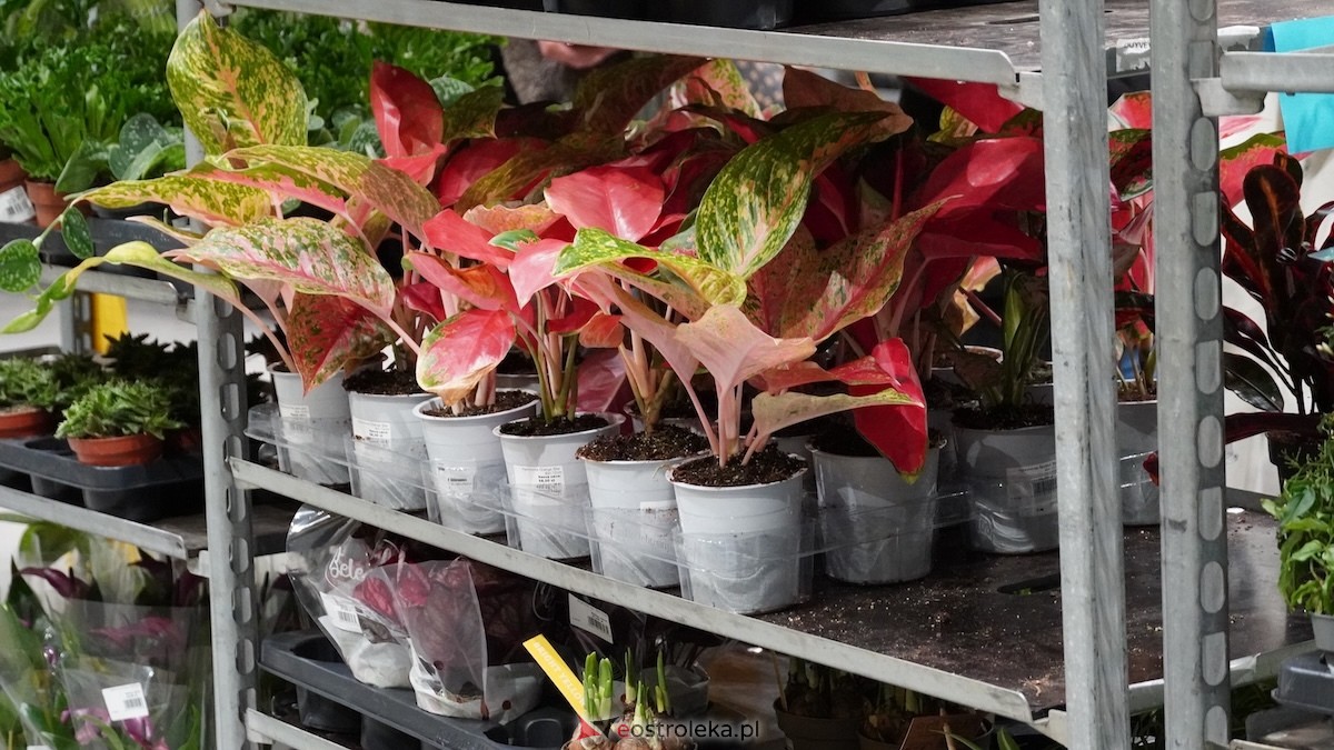 Festiwal roślin w Ostrołęce [28.02.2026] - zdjęcie #20 - eOstroleka.pl