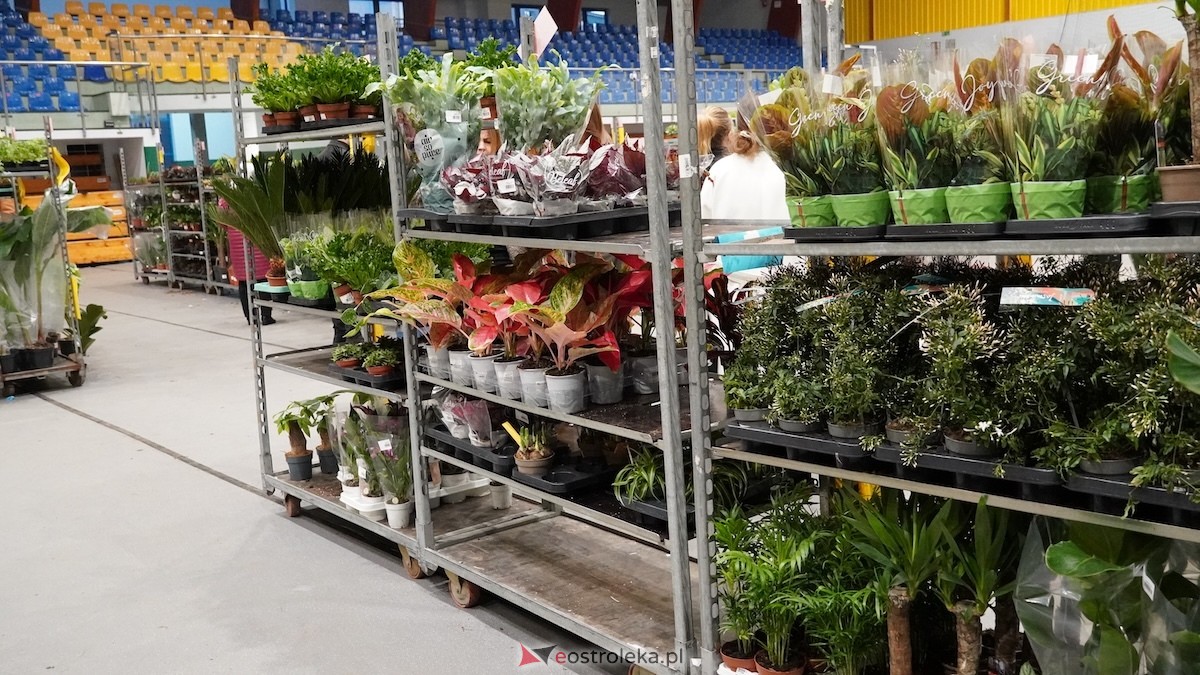 Festiwal roślin w Ostrołęce [28.02.2026] - zdjęcie #19 - eOstroleka.pl