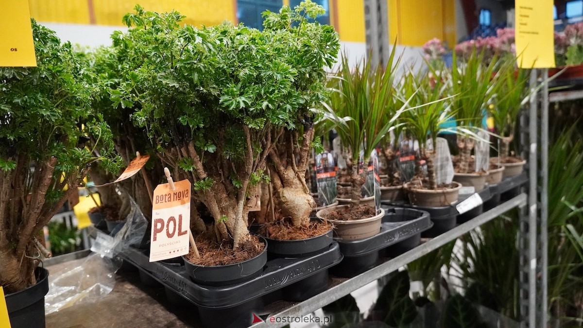 Festiwal roślin w Ostrołęce [28.02.2026] - zdjęcie #18 - eOstroleka.pl