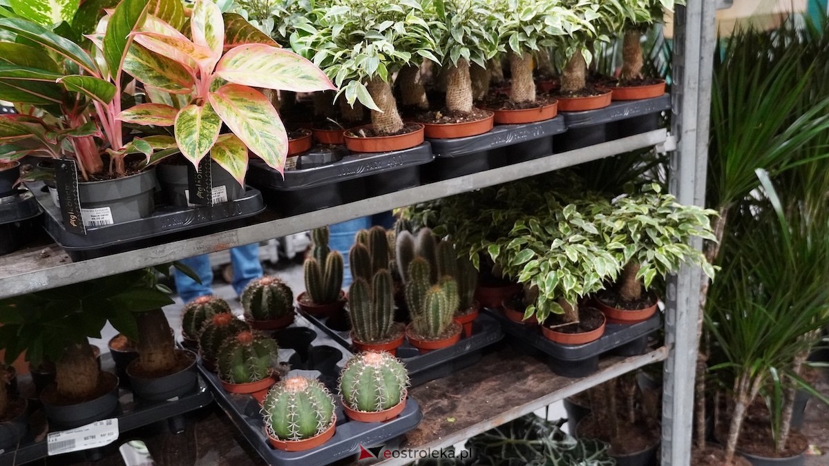 Festiwal roślin w Ostrołęce [28.02.2026] - zdjęcie #17 - eOstroleka.pl