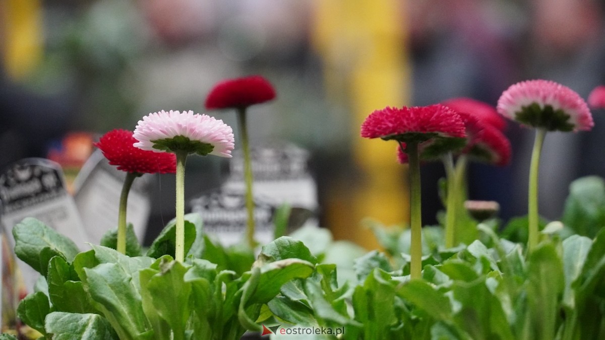 Festiwal roślin w Ostrołęce [28.02.2026] - zdjęcie #16 - eOstroleka.pl