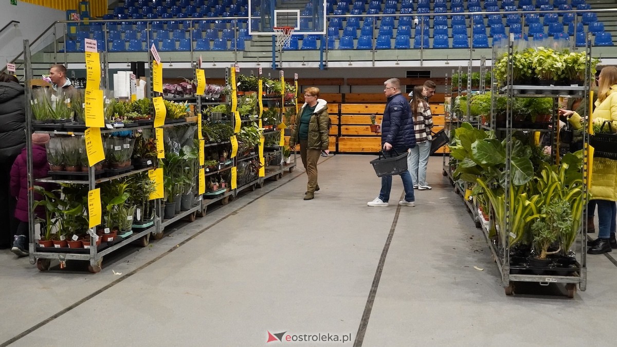 Festiwal roślin w Ostrołęce [28.02.2026] - zdjęcie #15 - eOstroleka.pl