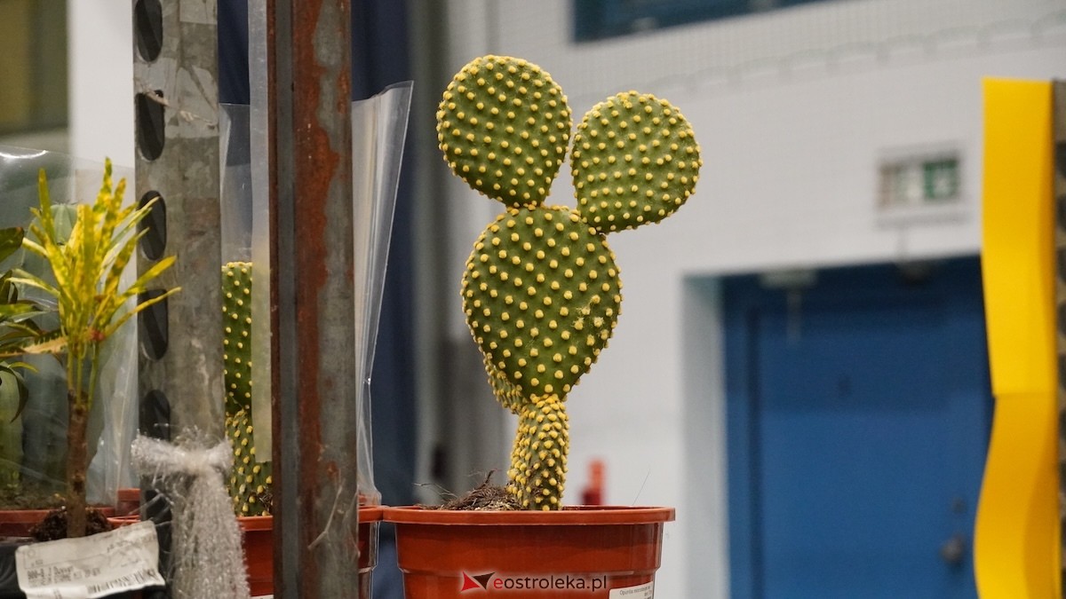 Festiwal roślin w Ostrołęce [28.02.2026] - zdjęcie #14 - eOstroleka.pl