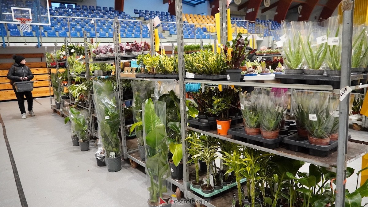 Festiwal roślin w Ostrołęce [28.02.2026] - zdjęcie #13 - eOstroleka.pl