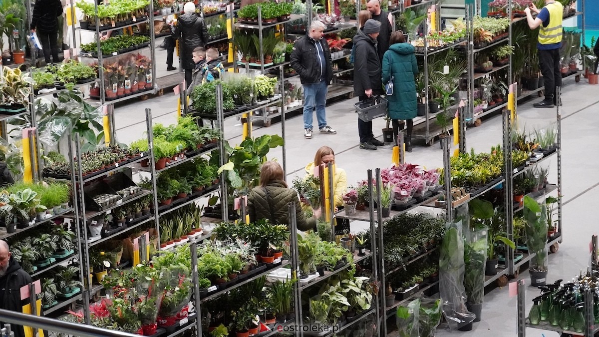 Festiwal roślin w Ostrołęce [28.02.2026] - zdjęcie #6 - eOstroleka.pl