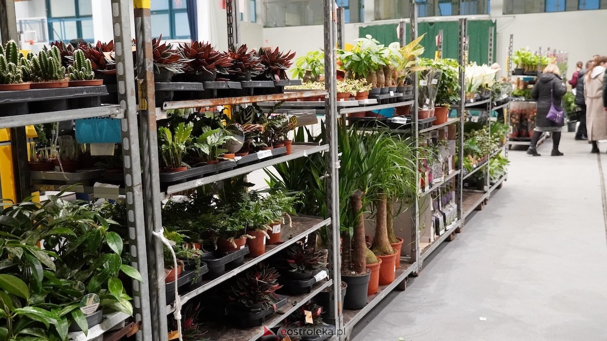 Festiwal roślin w Ostrołęce [28.02.2026] - zdjęcie #3 - eOstroleka.pl