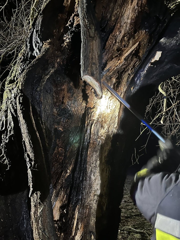 Pożar drzewa w Ponikwi Dużej [12.03.2026] - zdjęcie #1 - eOstroleka.pl