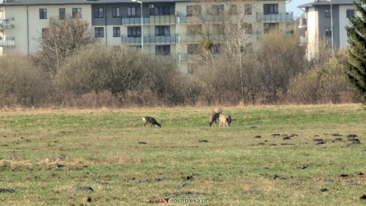 Niezwykli goście w Ostrołęce. Stadko sarenek przy al. Jana Pawła II [27.03.2026] - zdjęcie #10 - eOstroleka.pl