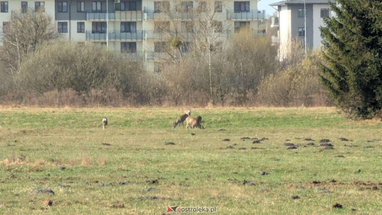 Niezwykli goście w Ostrołęce. Stadko sarenek przy al. Jana Pawła II [27.03.2026] - zdjęcie #9 - eOstroleka.pl