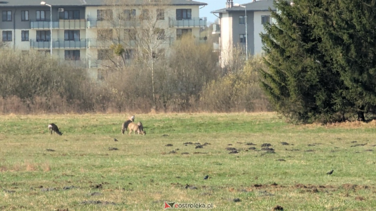 Niezwykli goście w Ostrołęce. Stadko sarenek przy al. Jana Pawła II [27.03.2026] - zdjęcie #6 - eOstroleka.pl