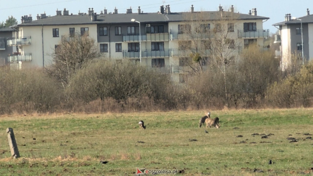 Niezwykli goście w Ostrołęce. Stadko sarenek przy al. Jana Pawła II [27.03.2026] - zdjęcie #5 - eOstroleka.pl